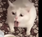 asin negocia preadator en scs - Sound