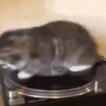 Spining cat
