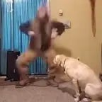 Guy dancing to a dog (LOOP)