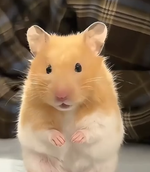 97829's attack sound