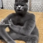 Ai cat