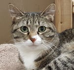 Chipi Chipi Chapa Chapa