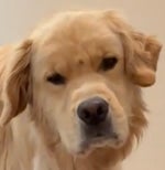 Are you a Grumpy Grumperson?