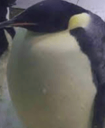 da biggest bird