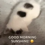 Guten Morgen Sonnenschein