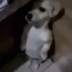 kochu bone hege gelo kalo kukure