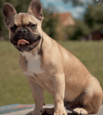 Tea Tairovic Dubai (Official Video)