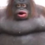 Recording 11/14/25 18:52:47