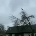 Screaming chicken on tree meme