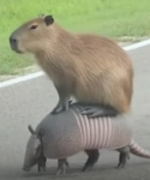 Unused Mystery Box Sound