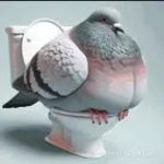 Pigeon AI #6