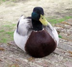 Kingdom Hearts Donald Duck Unused Voice Clips - Sound