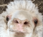 Беееее - Sound