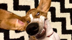 What the dog doin