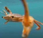 NOS ESTAN ATACANDO! Empire Earth