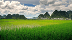 Rice Fields
