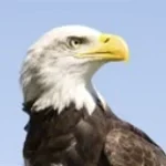 eagle earrape (copy)