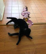 Musica linda pro erick