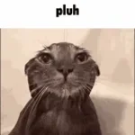 pluh