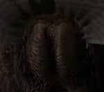 The First Thanksgiving