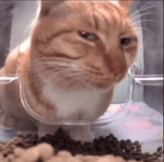 Knife party give it up