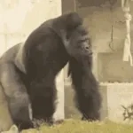 The Gorilla