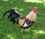 Morning Rooster Sound Effect Animal Sound Effect