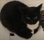 The Giant Enemy Spider (Remix)45