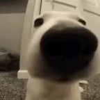Meme snif dog