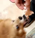 DOG EAT HAM