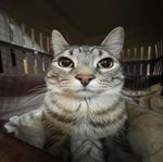 UNDERTALE THE MUSICAL Animation Song Parody