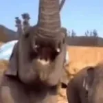 Elephant loud
