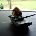 Guinea pig aura farming