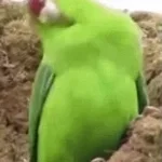Habeta funk