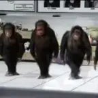 Обезьяны танцуют под трек у а а у а а - Sound