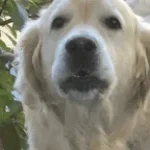 Dog bark