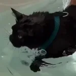 GUP CAT