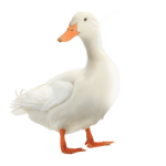 duck quack for soundboard