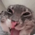 Meat Canyon Cat meow