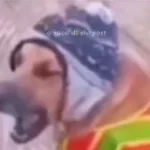 pero peruano