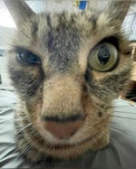 Panic Alarm Sound Effect