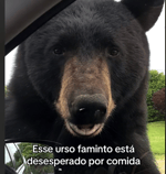 Namorado gamer bravo