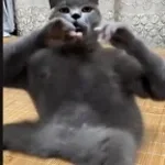 ai cat slapping