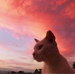 Animal Crossing Isabelle Singing HD