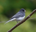 Free Horror Ambience (Dark Project)