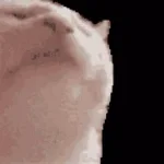 song