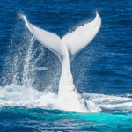 ood thing those bugs can't aim