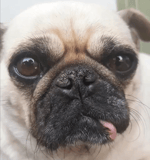 Bailando con los Teletubbies