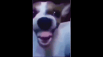 dog laughing meme