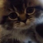 cat meow